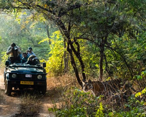 ranthambore